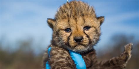 smithsonian cheetah webcam.